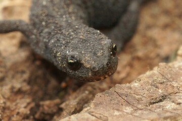 Frontal closeup of an adult terrestrial female alpine newt , Ichthyosaura alpestris on the ground