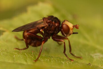 Closeup on a brown thick Furruginous Bee-grabber Fly, Sicus ferrugineus, sitting on vegetation
