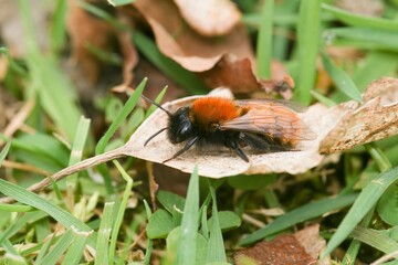 a bum with orange wings resting on a leaf in the grass