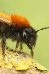 an orange and black bee on a tree branch next to other leaves