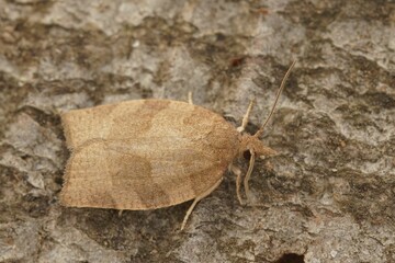 the small insect is brown and sits on top of the large stone