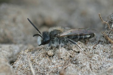 a close - up view of a grey insect on a dirt background