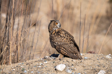 Hunter Eagle Owl