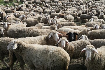 Schafherde auf Weide im März