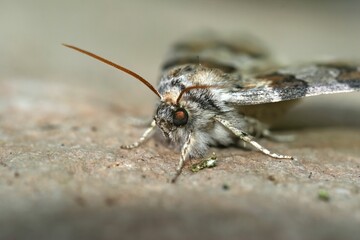 Detailed closeup on the oak lutestring Drepanidae moth, Cymatophorina diluta, sitting on wood