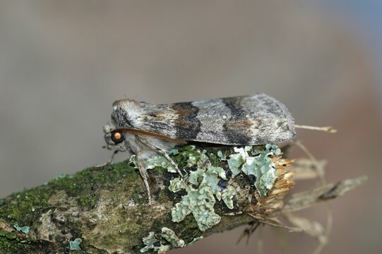 Closeup on the oak lutestring Drepanidae moth, Cymatophorina dil