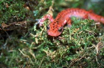 Close up on the colorful red Cave salamander, Eurycea lucifuga in green moss