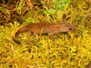 Closeup of the rare Japanese Tsushima salamander, Hynobius tsuensis sitting on green moss