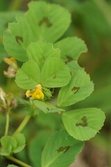 Vertical closeup on a flowering spotted burclover, Medicago arabica in the field