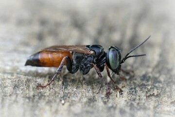 Closeup on a colorful red and black, blue eyed Tachysphex wasp, a predator on grasshoppers