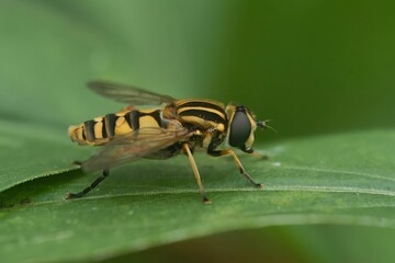 Closeup on the dangling marsh-lover hoverfly,Helophilus pendulus sitting on a leaf