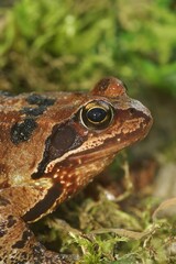 Closeup on a common European brown frog, Rana temporaria