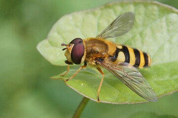 Closeup on a common yellow banded hoverfly, Syrphus ribesii , sitting on a green leaf