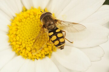 Closeup of a Migrant hoverfly, Eupeodes corollae, on a hite pretty daisy flower in the garden