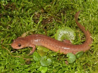 Full body closeup on the North American spring salamander, Gyrinophilus porphyriticus posed on moss
