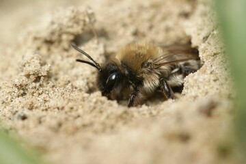 Closeup on a female of the endangered nycthemeral miner,Andrena nycthemera, peaking out of her nest