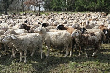 Obraz premium Schafherde auf Weide bei Sonne am Mittag im Frühling