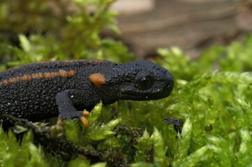 Closeup on a juvenile of the endangered Asian Red-tailed knobby newt, Tylototriton kweichowensis