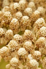 Vertical closeup on a dried out flower buds of Common yarrow plant, Achillea millefolium