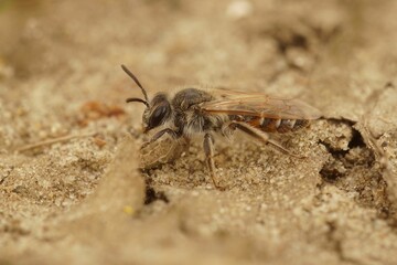 Closeup on a female red-bellied miner solitary bee, Andrena ventralis
