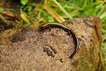 Closeup on a juvenile of the endangered Del Norte salamander, Plethodon elongatus