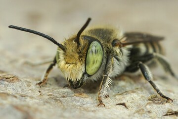 Facial closeup on a Mediterranean green-eyed male leafcutter solitary bee, Megachile species
