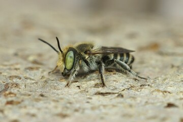 Closeup on a Mediterranean green-eyed male leafcutter solitary bee, Megachile species