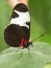 Closeup on colorful nymphalid cydno longwing buttrerfly, Heliconius cydno sitting with closed wings