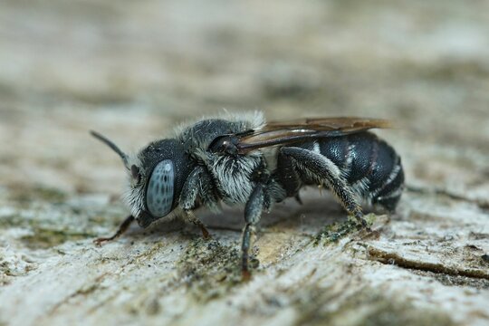 Closeup of a female of the snail-housing, Spined Mason Bee or Osmia spinulosa sitting on wood