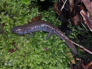 Obraz na płótnie Canvas Closeup on a juvenile of the endangered endemic Japanese Tokyo salamander, Hynobius tokyoensis