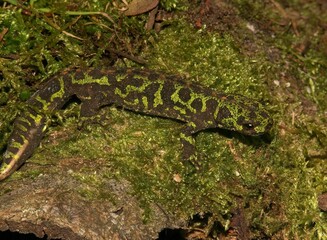 Closeup on the green French marbled newt, Triturus marmoratus sitting on moss