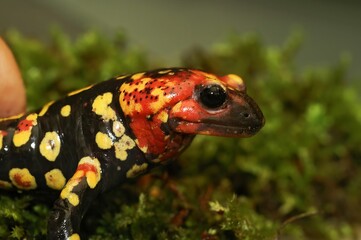 Closeup on a Portuguese fire salamander, Salamandra gallaica with typical pointed head, red colors
