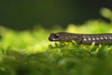Closeup on the head of a Hell Hollow slender salamander, Batrachoseps diabolicus