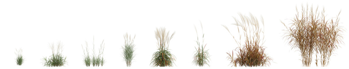 3d illustration of set miscanthus purpurascens grass isolated on transparent background