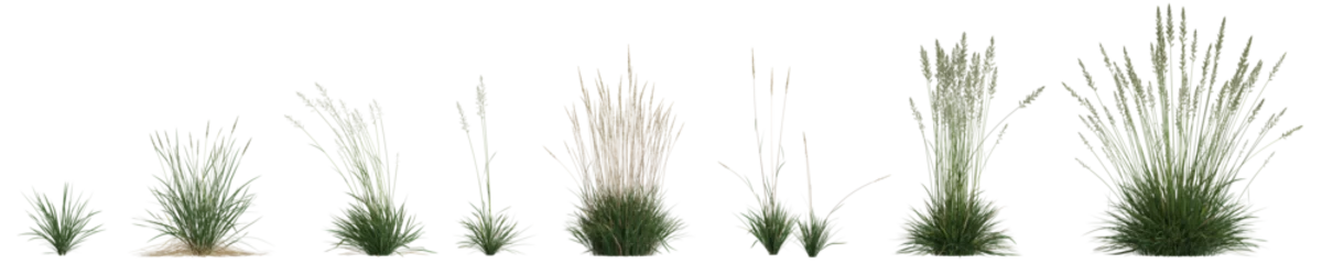 Foto op Plexiglas 3d illustration of set koeleria macrantha grass isolated on transparent background © TrngPhp