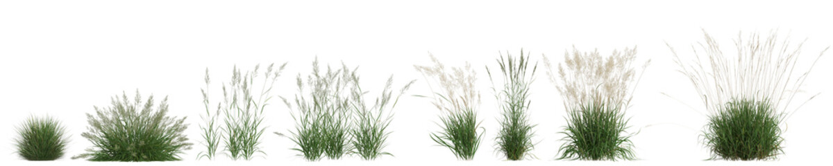 3d illustration of set calamagrostis arundinacea grass isolated on transparent background