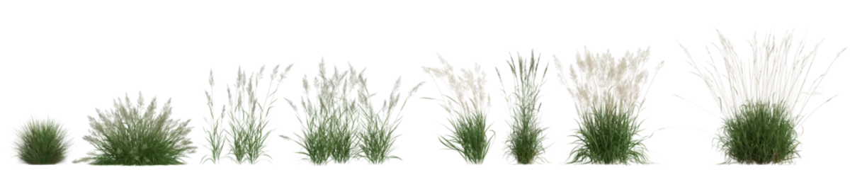 Foto op Canvas 3d illustration of set calamagrostis arundinacea grass isolated on transparent background © TrngPhp