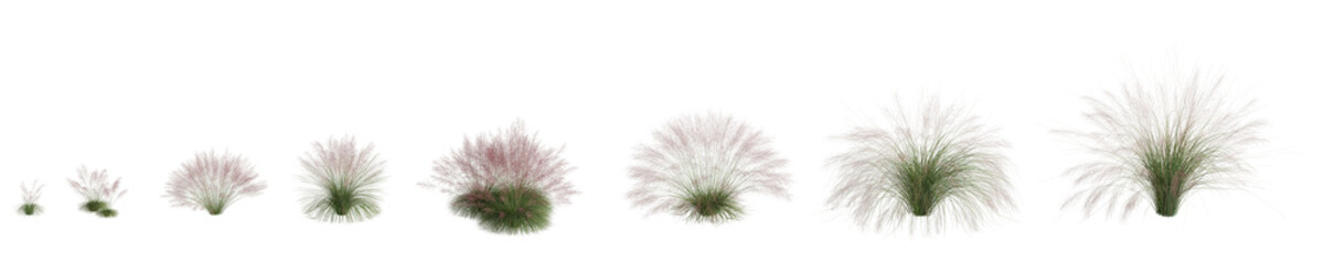 3d illustration of set muhly grass isolated on transparent background, human eye angle