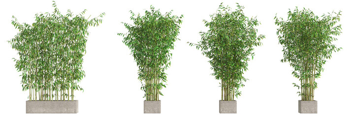3d illustration of bamboo tree isolated on transparent background