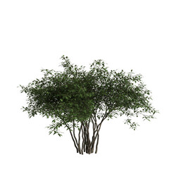3d illustration of bushes isolated on transparent background