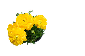 yellow bouquet of flowers in a pot top view on an isolated white background.