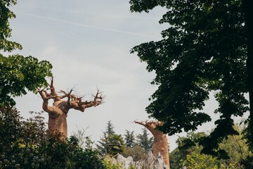 Giant baobabs surrounded by green vegetation. Cumiana, Turin, Italy.
