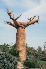 Vertical shot of a giant baobab surrounded by green vegetation. Cumiana, Turin, Italy.