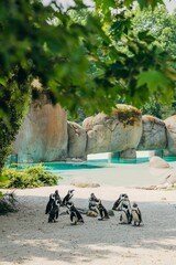 Vertical shot of a group of African penguins on a beachy area in a zoo