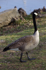 A beautiful Canada Goose on a winter morning.  The Canada goose, is a large wild goose with a black head and neck, white cheeks, white under its chin, and a brown body.