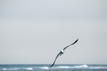 Seagull in flight over the ocean, facing the camera