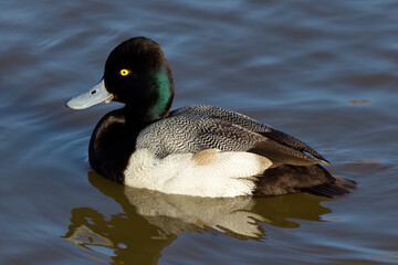 A beautiful Greater Scaup (Male) on a winter morning. Their heads are dark, with a green gloss; the...