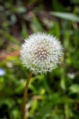 Closed Bud of a dandelion. Dandelion white flowers in green grass. Dandelion white flower. Close-up.