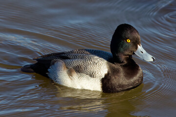A beautiful Greater Scaup (Male) on a winter morning. Their heads are dark, with a green gloss; the breast is black, the belly white and the wing shows a white stripe.