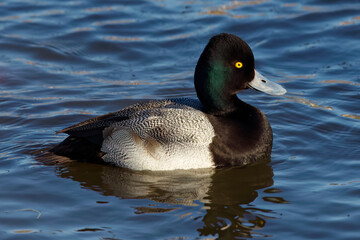 A beautiful Greater Scaup (Male) on a winter morning. Their heads are dark, with a green gloss; the breast is black, the belly white and the wing shows a white stripe.